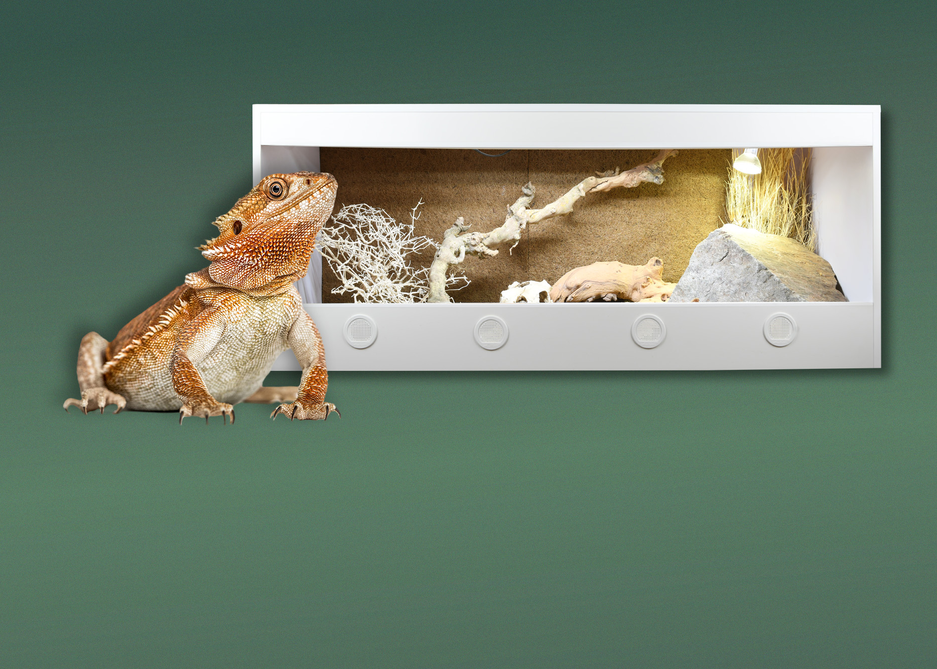 Terrarien für Bartagame