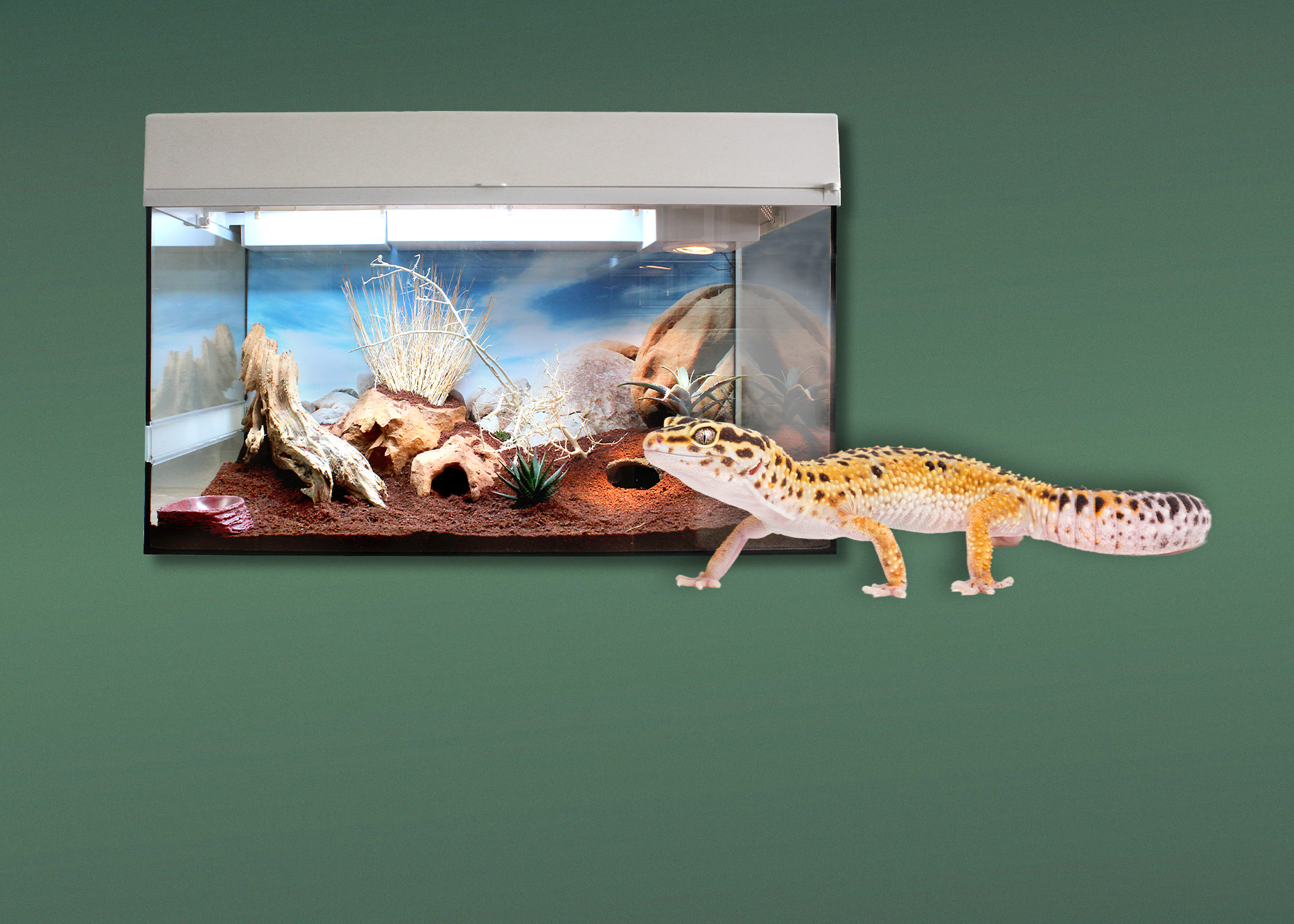 Terrarien für Leopardgeckos