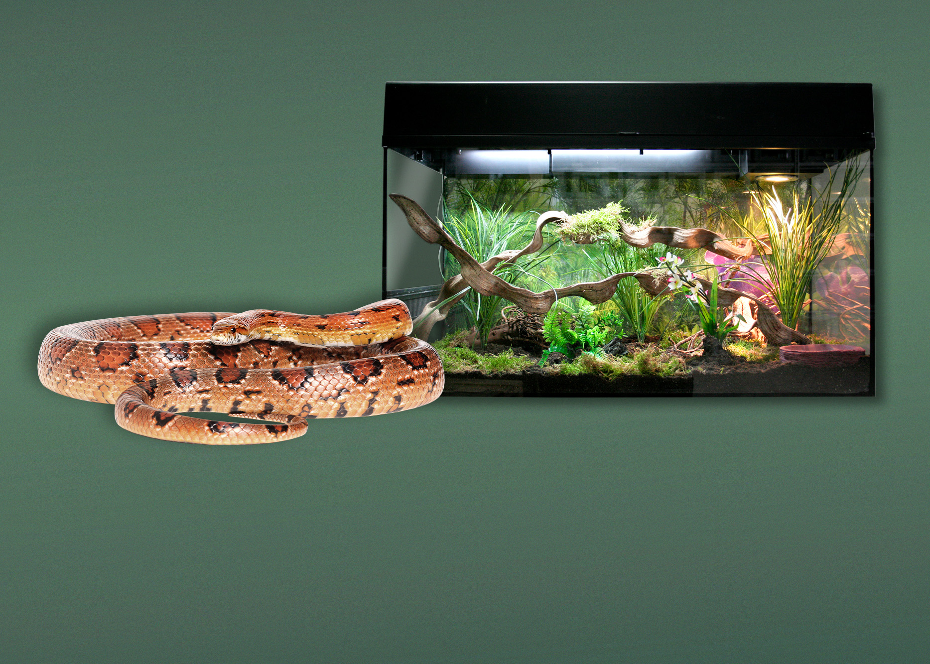 Terrarien für Kornnattern