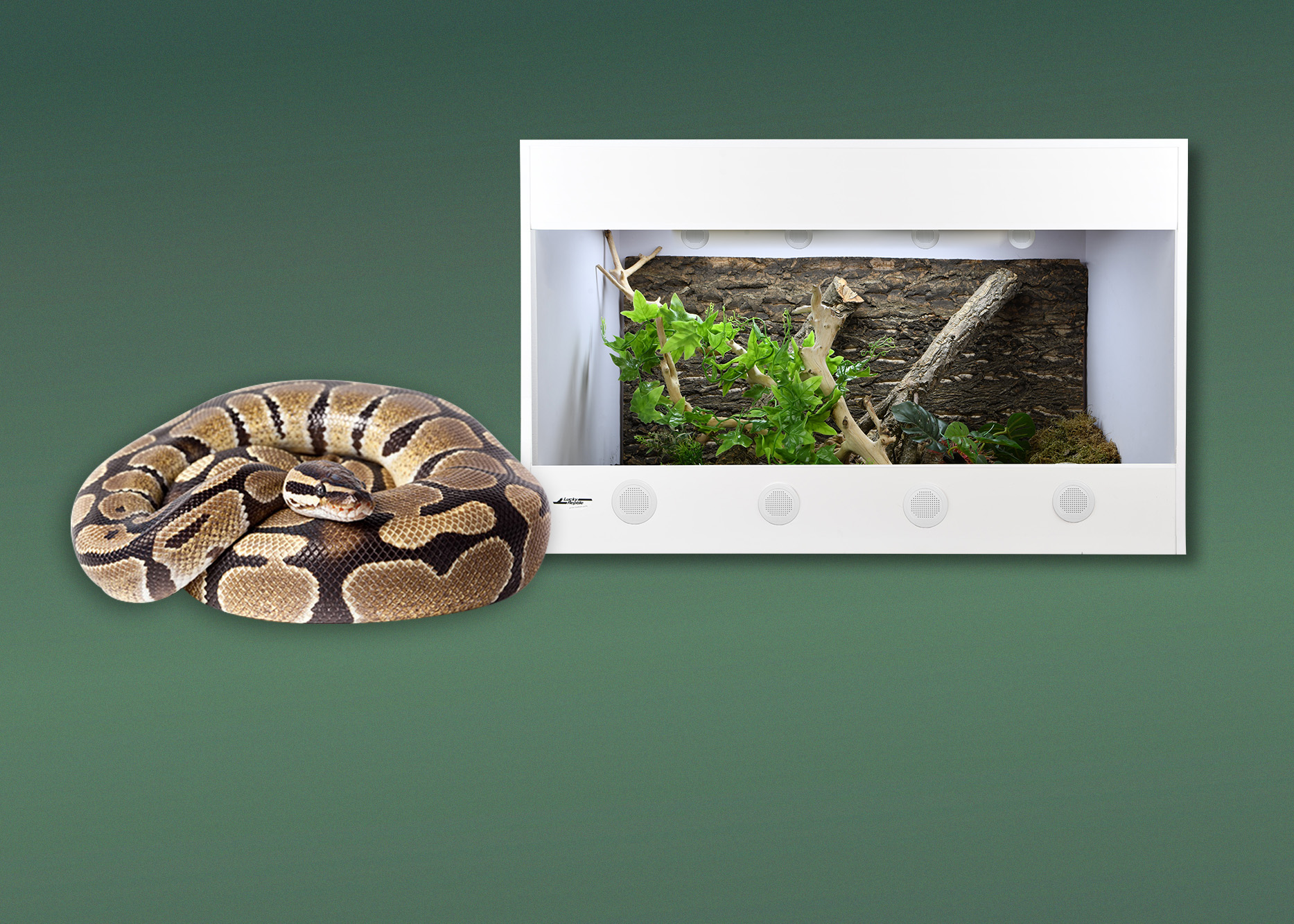 Terrarien für Königspython