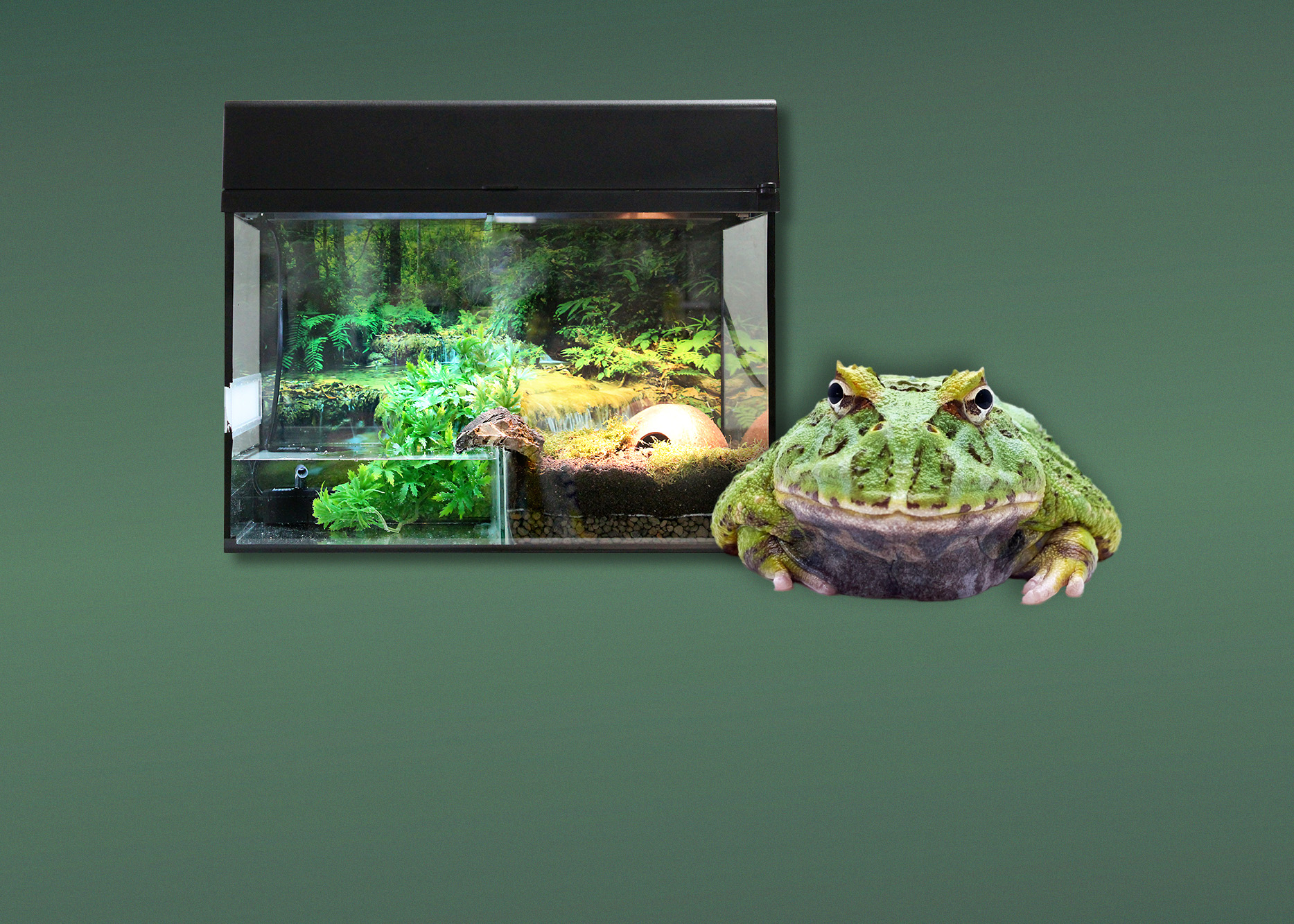 Terrarien für Pacman-Frösche