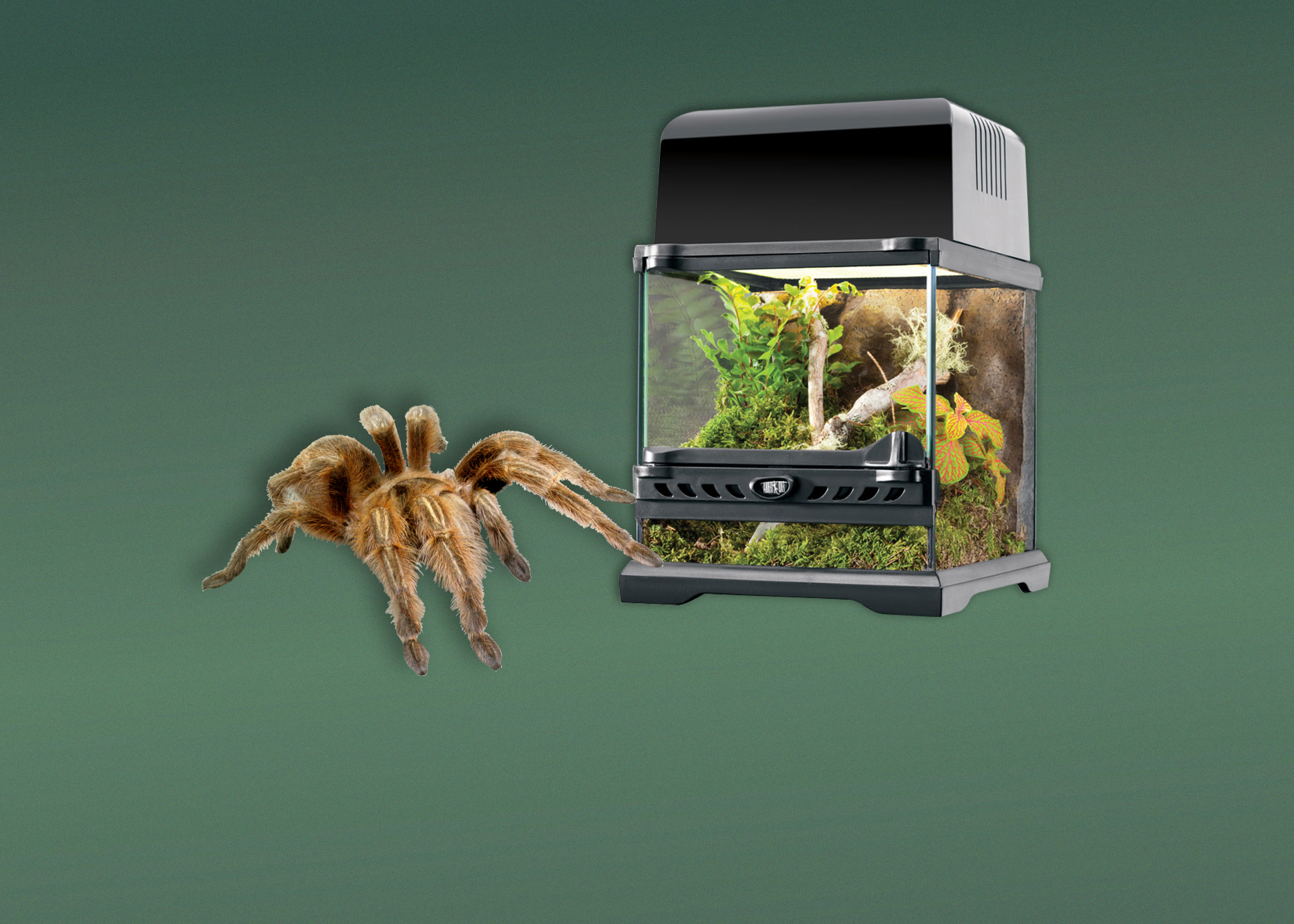 Terrarien für Vogelspinnen