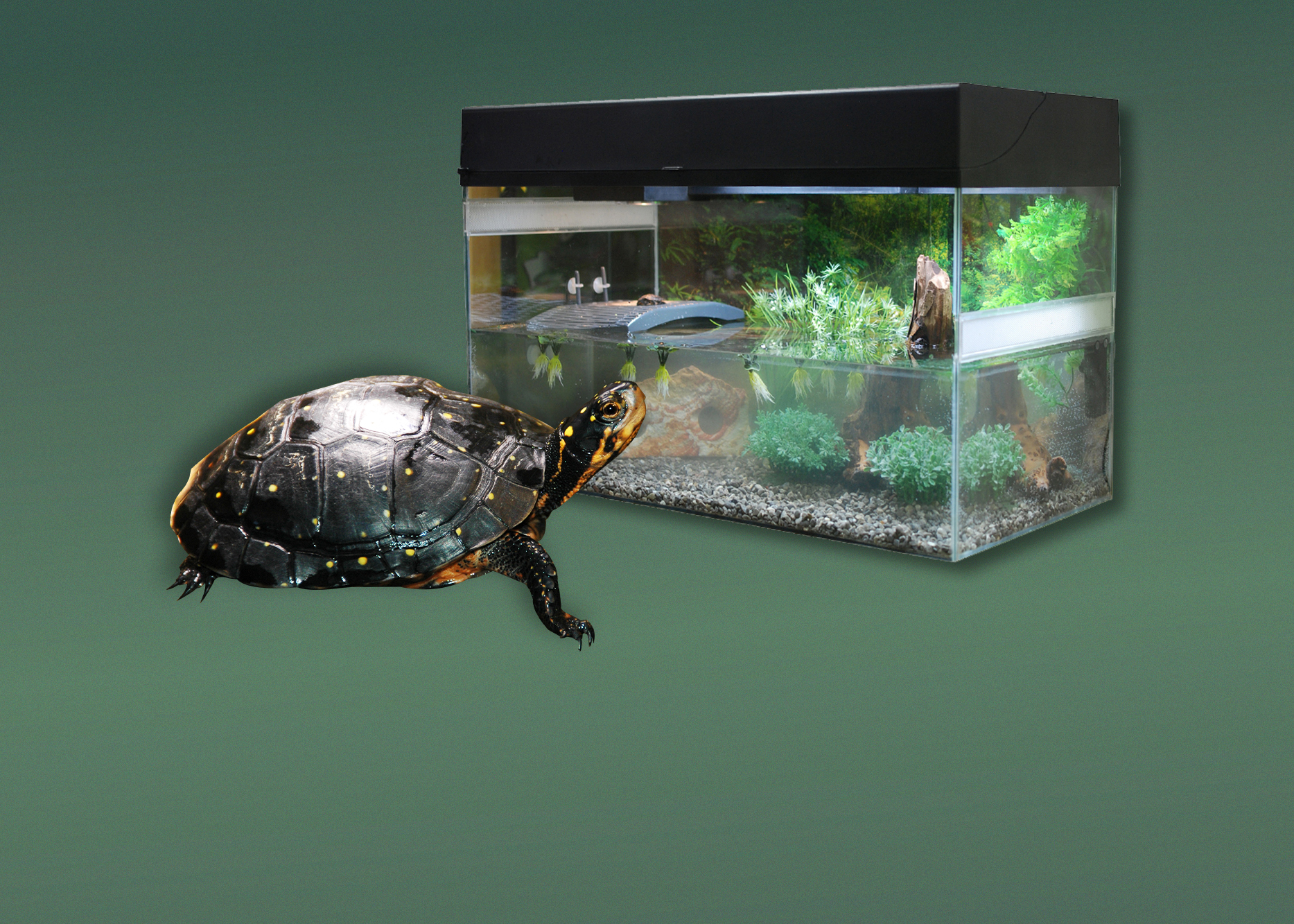 Terrarien für Wasserschildkröten