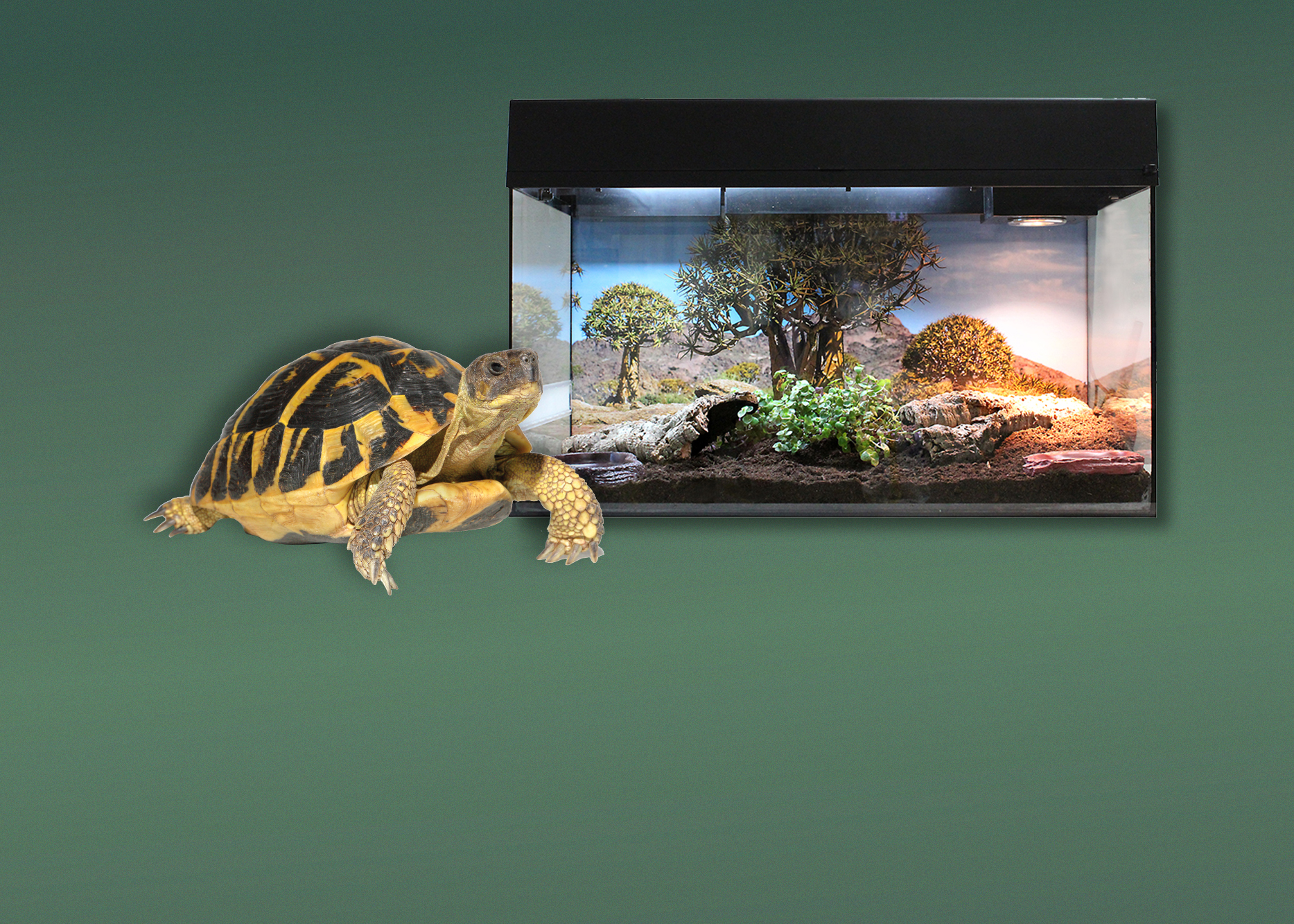 Terrarien für Landschildkröten