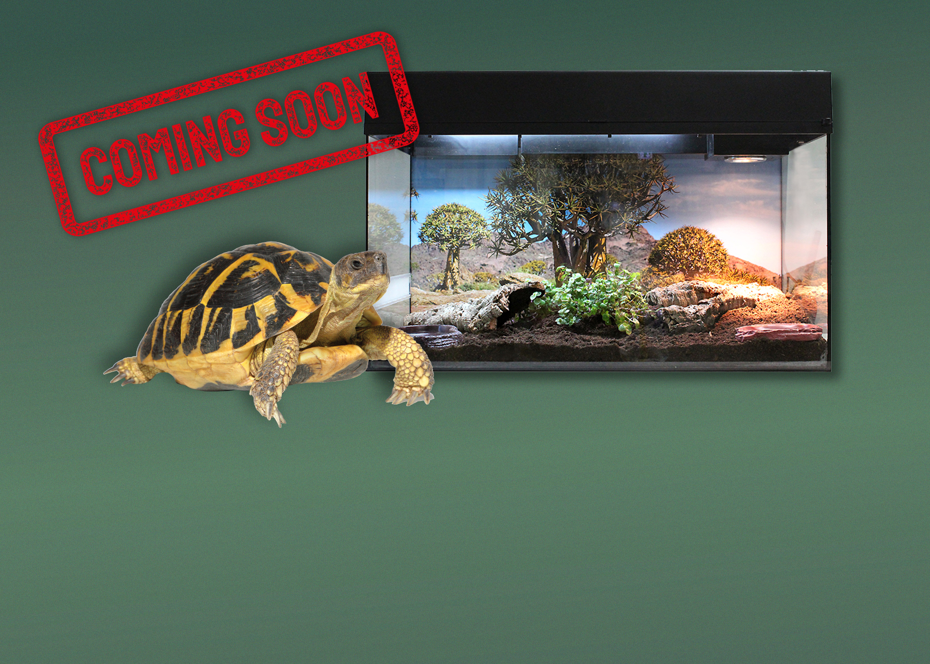 Terrarien für Landschildkröten