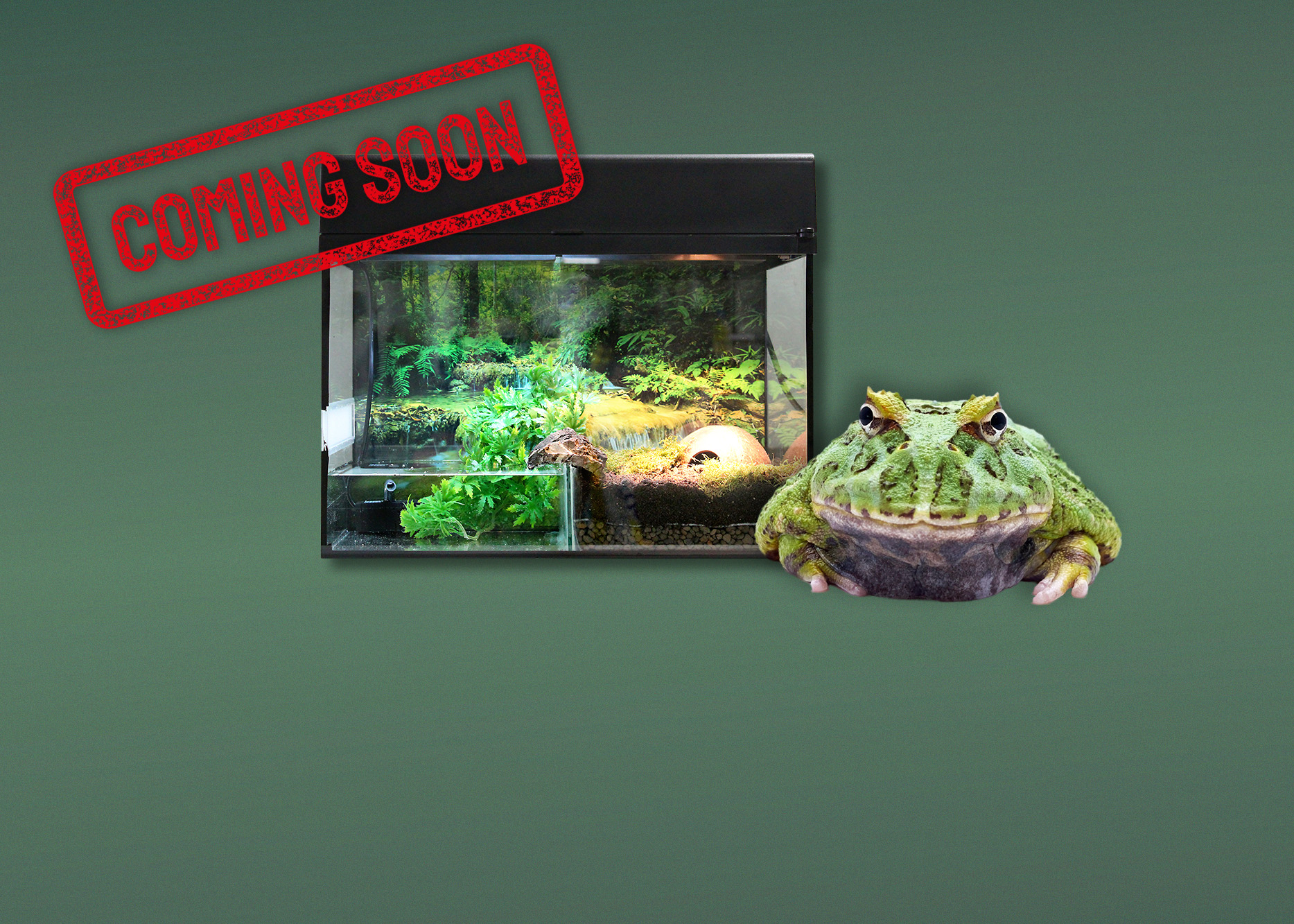 Terrarien für Pacman-Frösche
