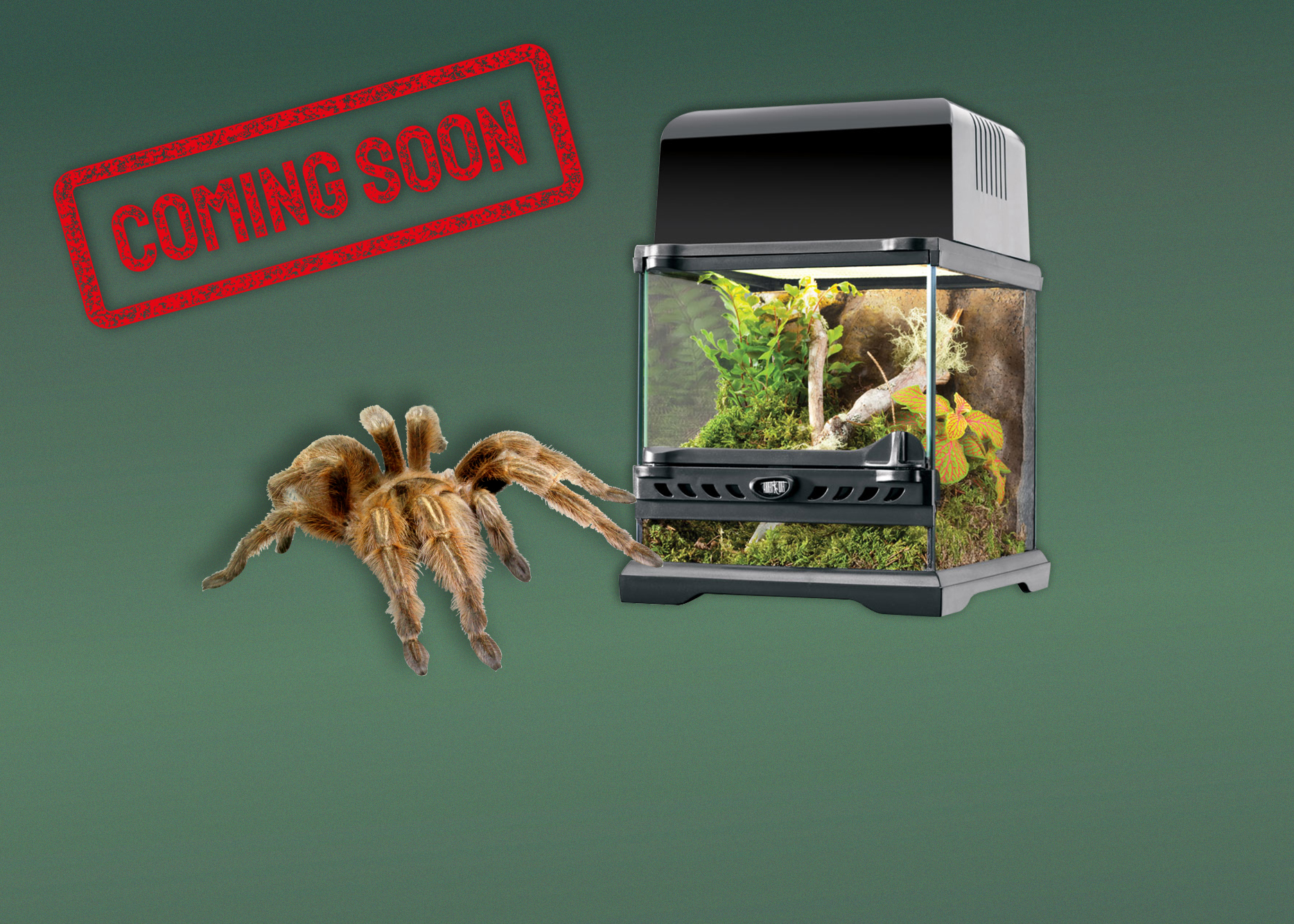 Terrarien für Vogelspinnen