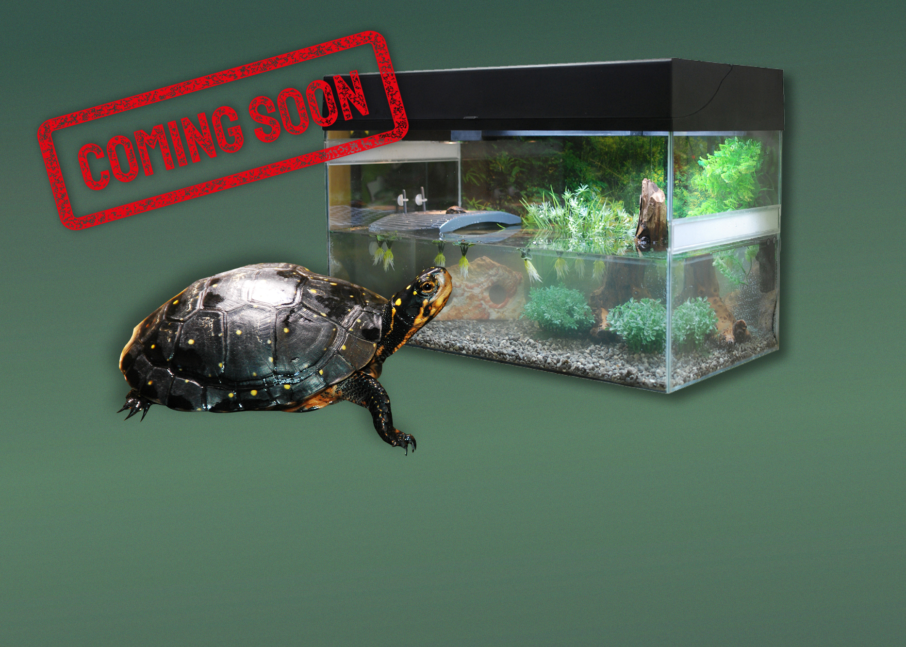 Terrarien für Wasserschildkröten