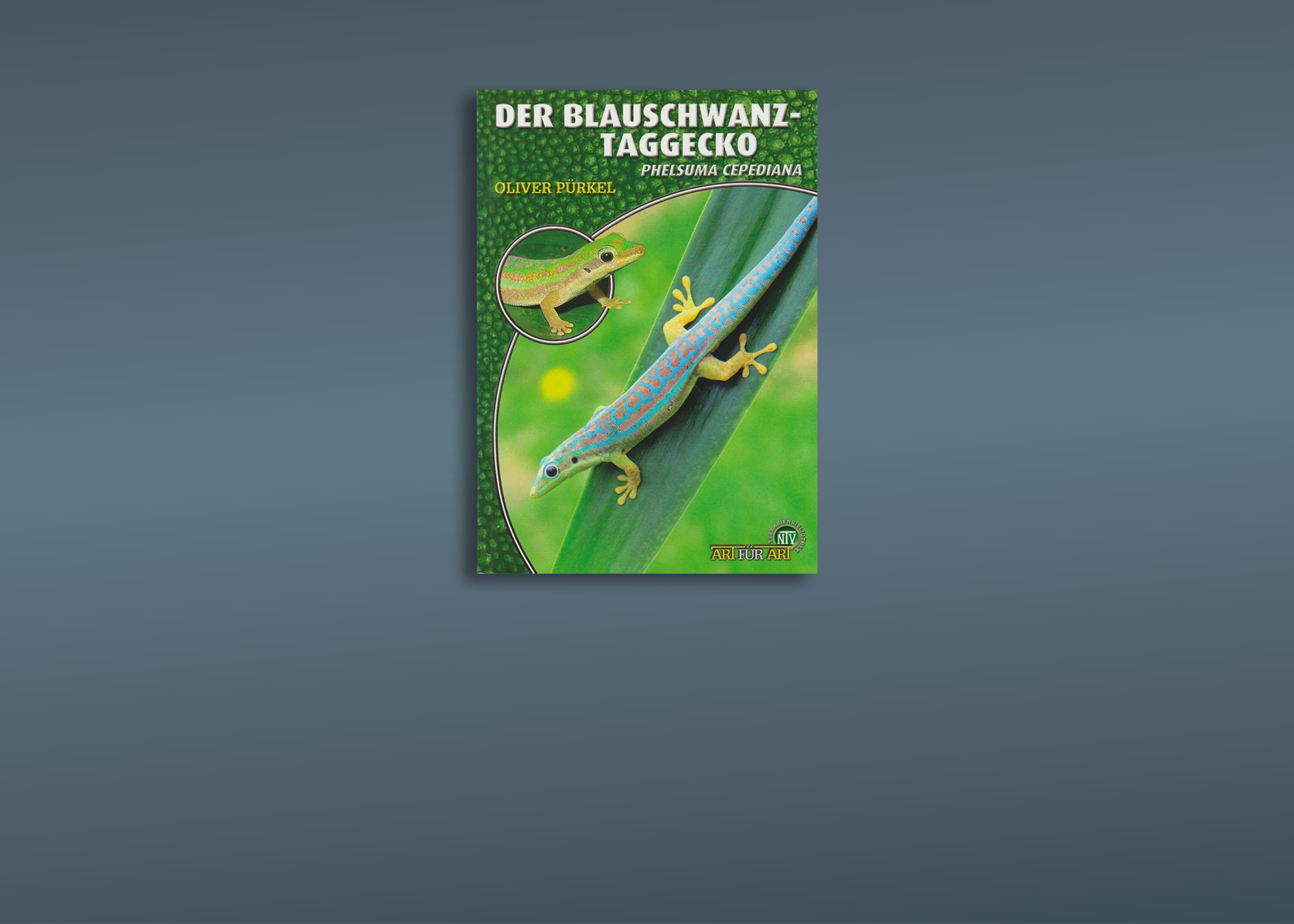 Geckos