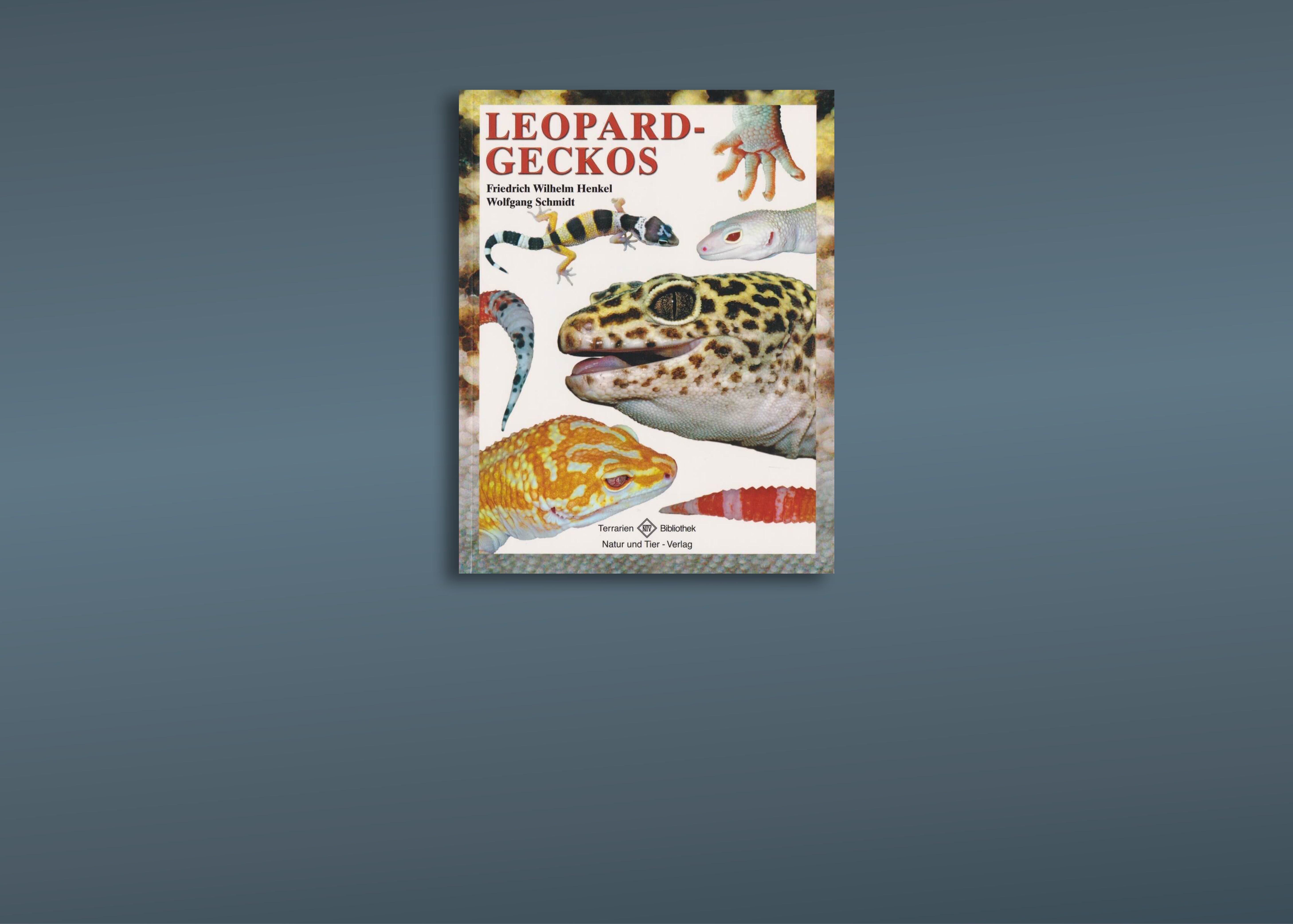 Leopardgeckos