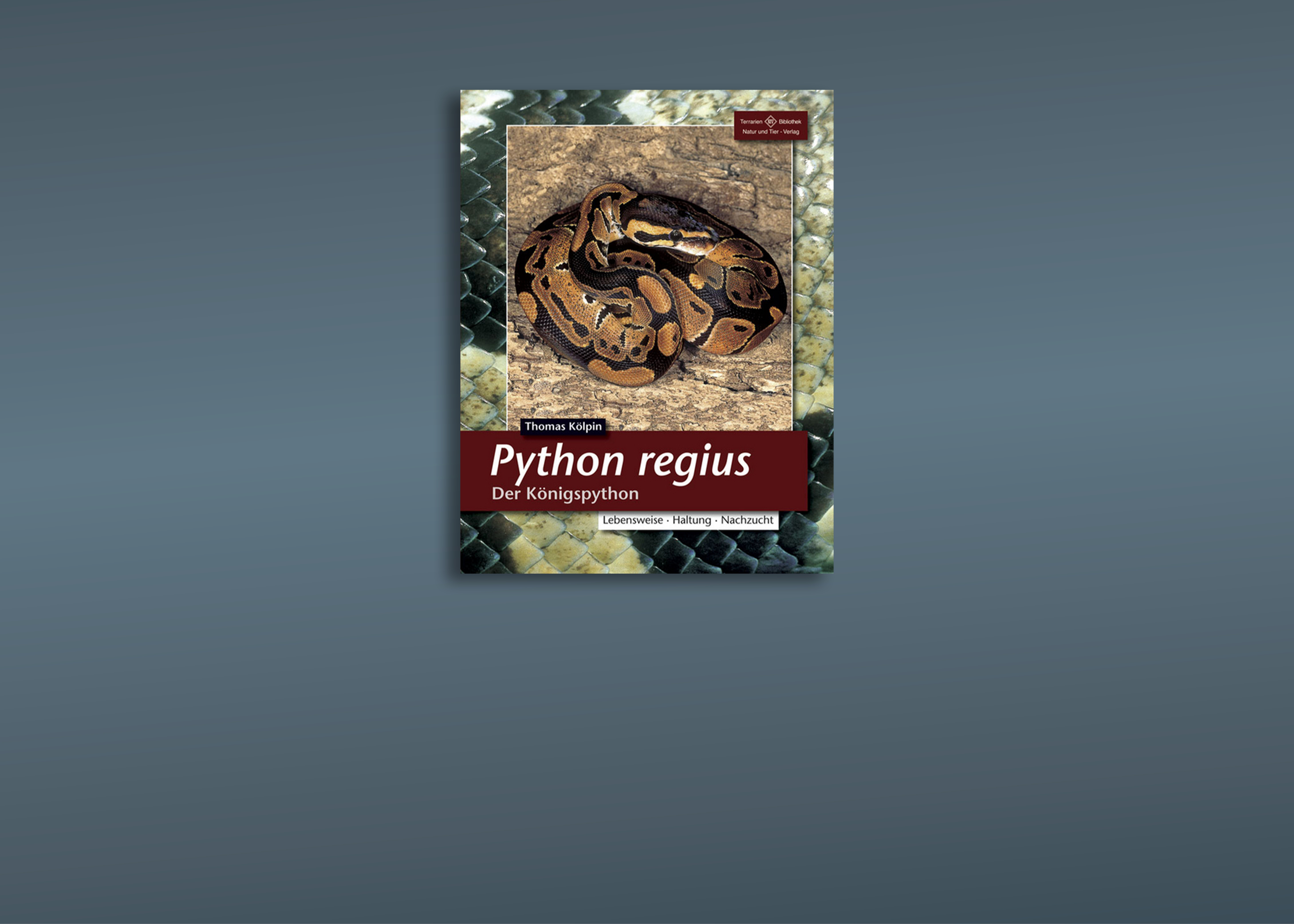 Königspythons