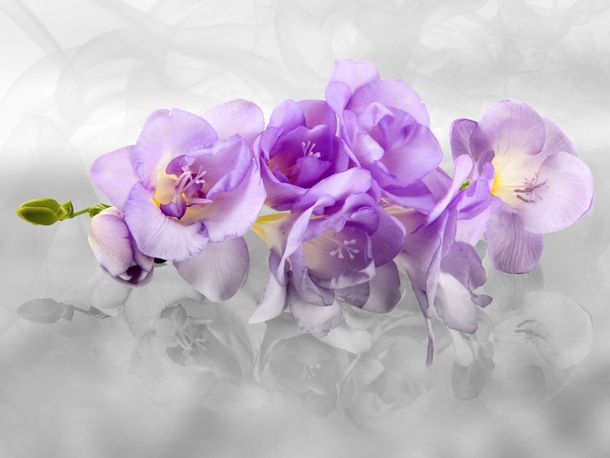 XL Photo wallpaper orchids flowern nature wallpaper paper non woven Des-15