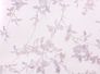 Article picture Wallpaper leaves purple gloss Fuggerhaus Secret Garden 4808-22 1