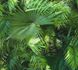 Wallpaper palm leaf green Neue Bude 2.0 36200-1 1