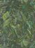 Wallpaper non-woven leaves green 10081-07  2