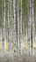 Image Photo Wallpaper Birches Forest Trees white grey 47220 2