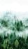 Picture Photo Wallpaper Forest Trees Fog green white 47267 2