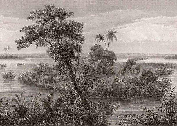 Wall mural 556148 Rasch Black Beige Savannah Palm Tree