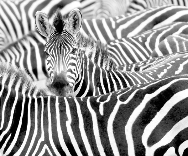 Fototapete Vlies Rasch 363616 Herde Zebras Schwarz Weiß