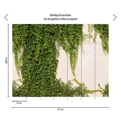 efeu am zaun Hecke am laufenden Meter® Efeu main image 0