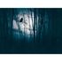 Photo Wallpaper Forest Trees Owl Blue Black 39909-1 2