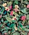 Non-woven wallpaper leaves jungle black green pink 81685 2