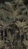 Photo wallpaper palm tree pattern black green 76190-4 2