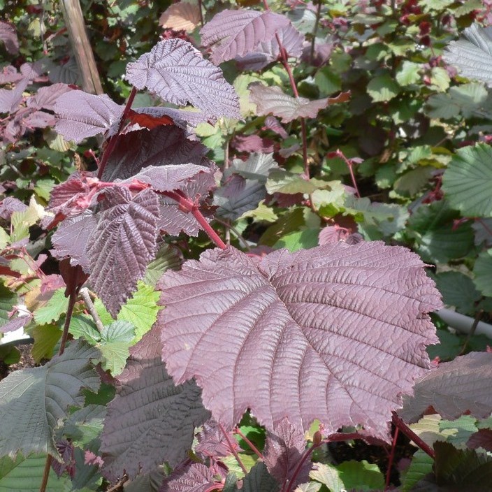 Rote Zellernuss, 3jähriger Haselnuss Strauch, ca. 120150 cm, 9,5