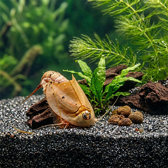 Triops FAQ