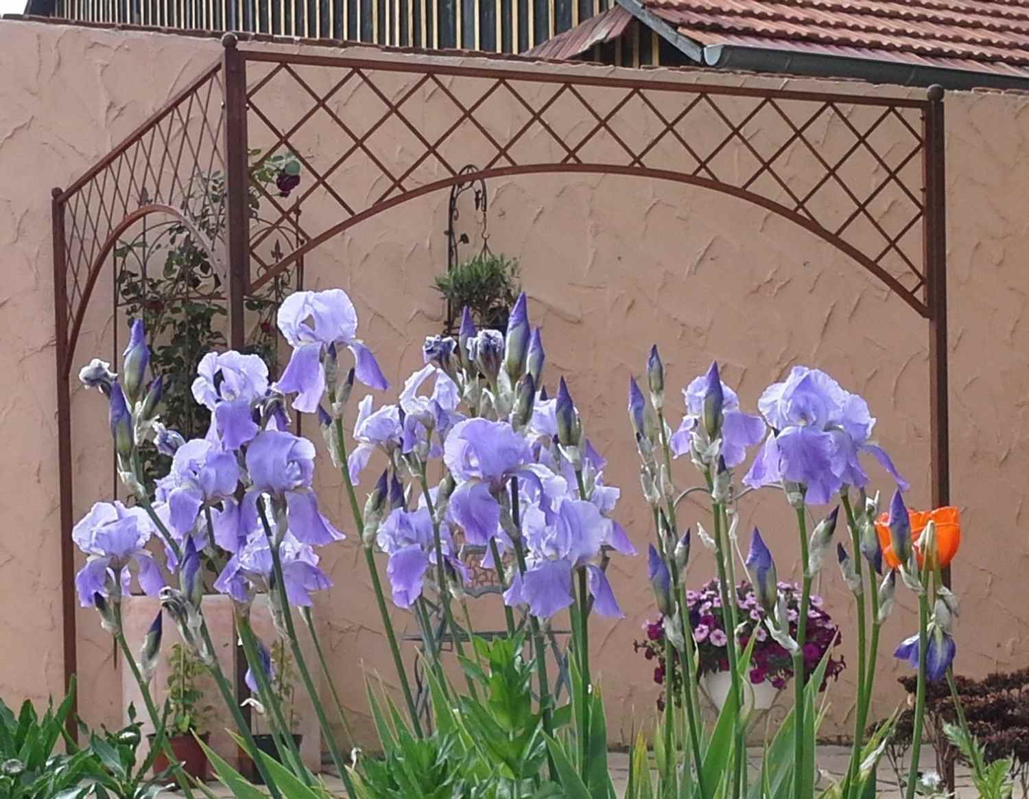 Rankgitter Spalier Rankhilfe Pergola Pavillon Napoli 150 Roh Rost Rostig