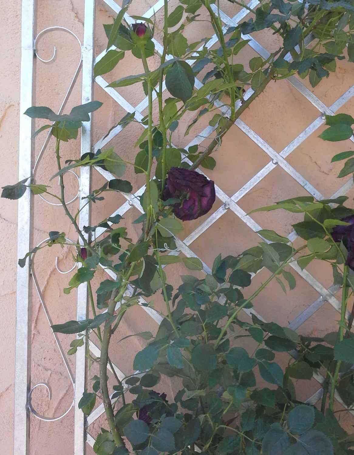 Rankgitter Spalier Rankhilfe Wandgitter Provence XXL 120/240 Feuer Verzinkt Rose Rankgitter Spalier Rankhilfe Wandgitter Provence XXL 120/240 Feuer Verzinkt Rose