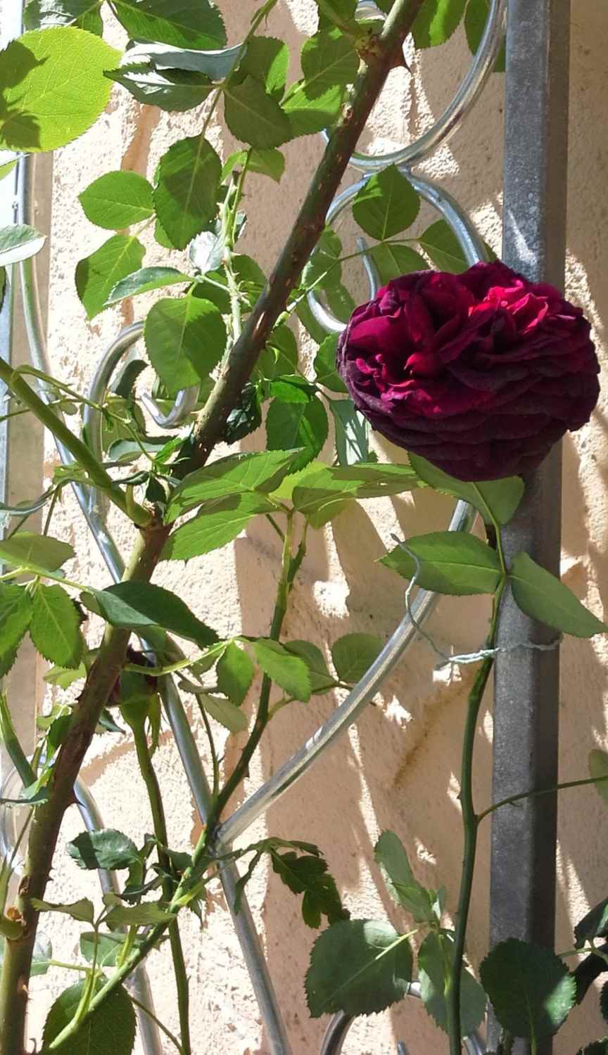 Rankgitter Spalier Rankhilfe Wandgitter Provence XXL 120/240 Feuer Verzinkt Rose Rankgitter Spalier Rankhilfe Wandgitter Provence XXL 120/240 Feuer Verzinkt Rose