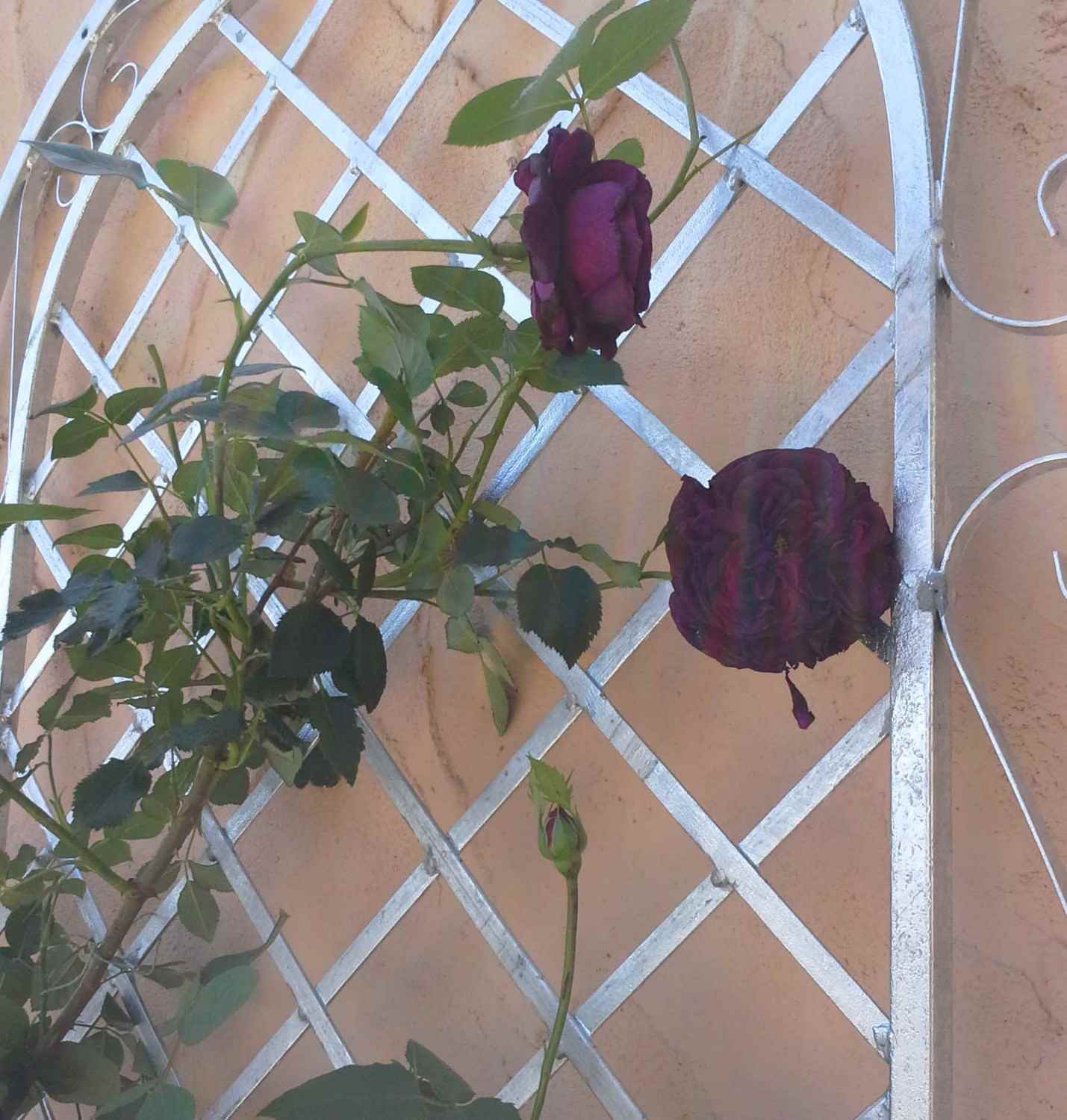 Rankgitter Spalier Rankhilfe Wandgitter Provence XXL 120/240 Feuer Verzinkt Rose Rankgitter Spalier Rankhilfe Wandgitter Provence XXL 120/240 Feuer Verzinkt Rose