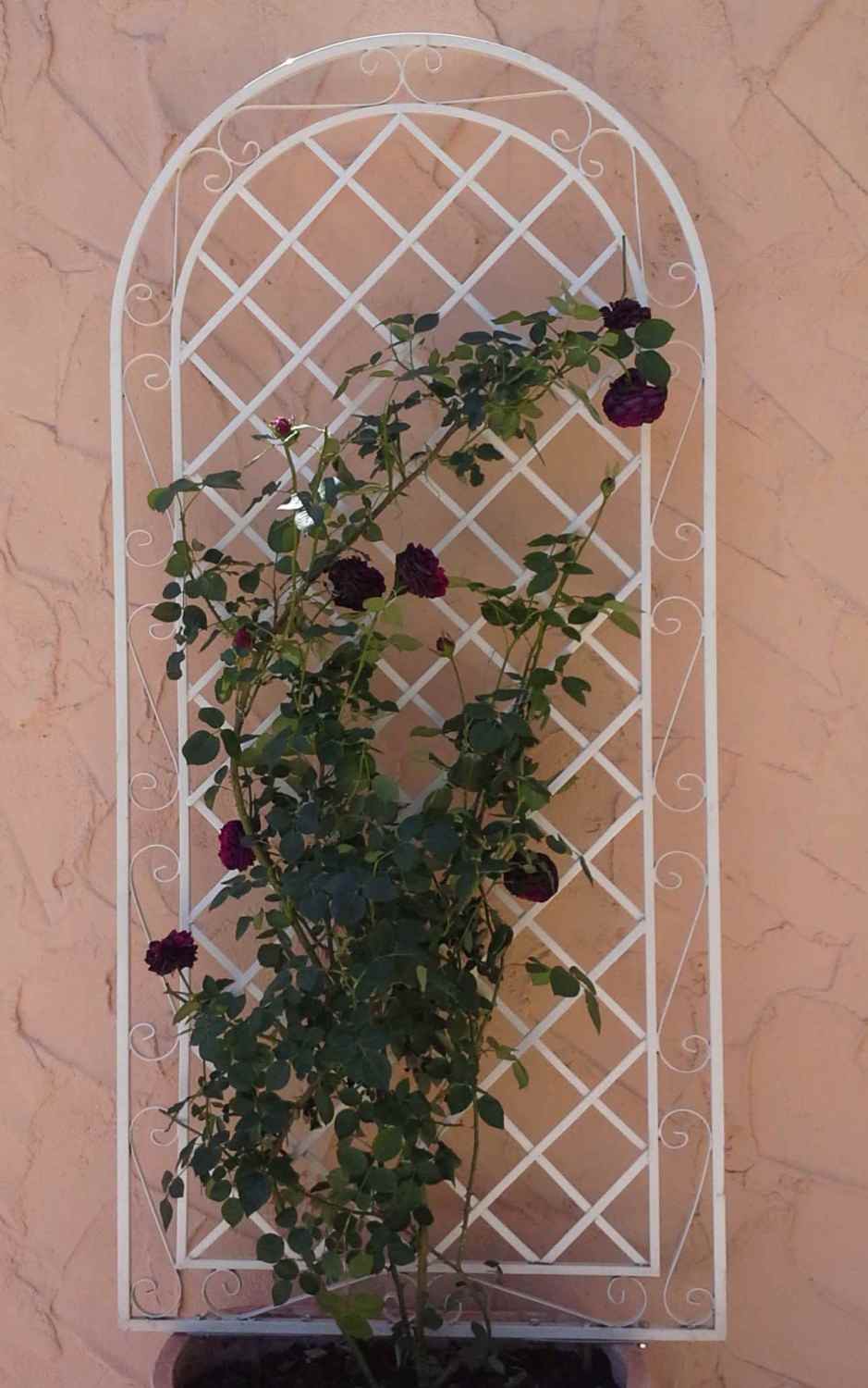 Rankgitter Spalier Rankhilfe Wandgitter Provence XXL verzinkt weiss Rundbogen RIESIG Rankgitter Spalier Rankhilfe Wandgitter Provence XXL verzinkt weiss Rundbogen RIESIG
