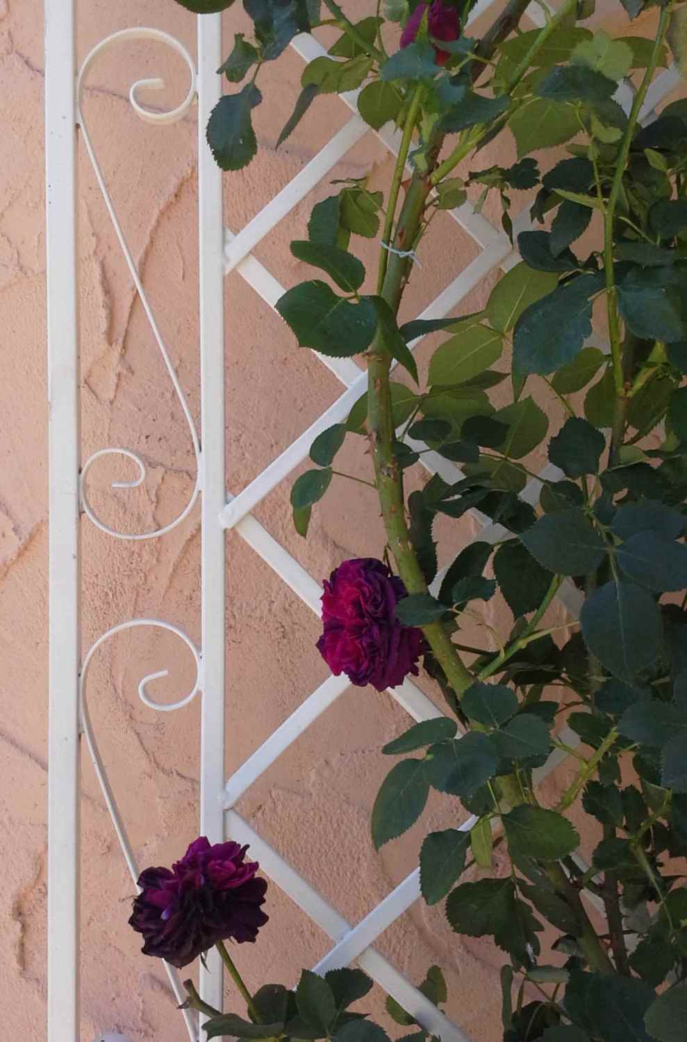 Rankgitter Spalier Rankhilfe Wandgitter Provence XXL verzinkt weiss Rundbogen RIESIG Rankgitter Spalier Rankhilfe Wandgitter Provence XXL verzinkt weiss Rundbogen RIESIG