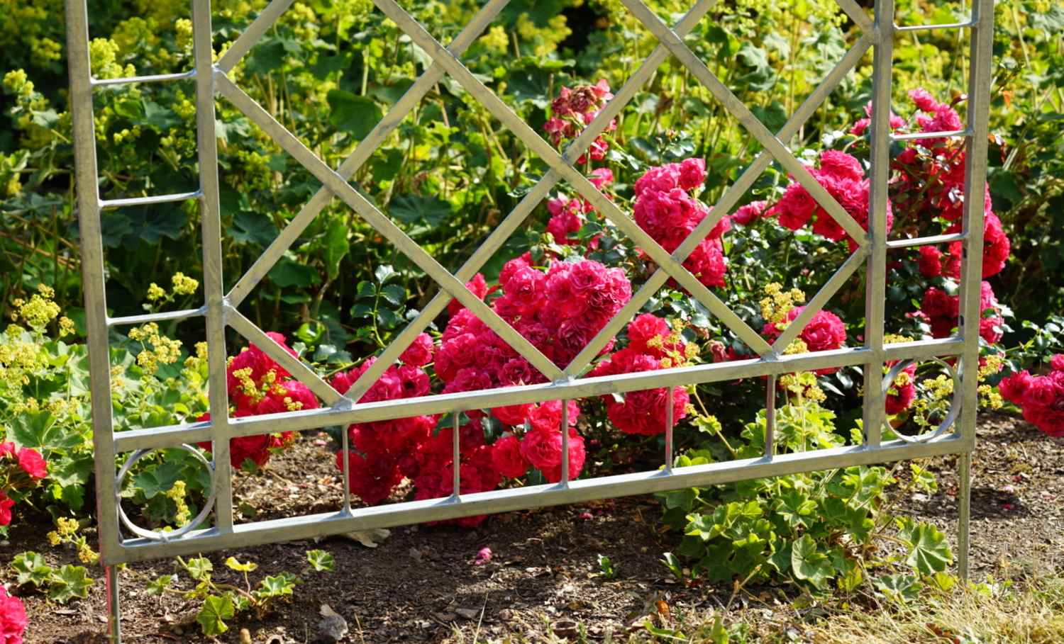 Metall Eisen Spalier Rankgitter Rankhilfe Wandgitter Meran 100 200 FEUER Verzinkt Metall Eisen Spalier Rankgitter Rankhilfe Wandgitter Meran 100 200 FEUER Verzinkt