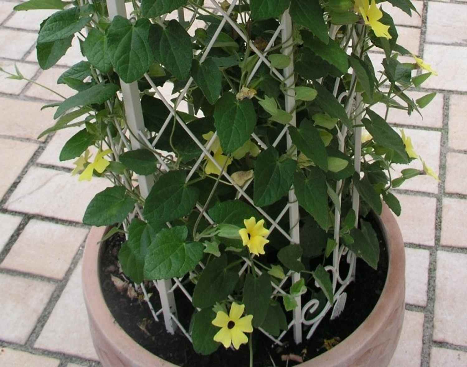 Rankstab Rankhilfe Pfosten Obelisk Wells 135cm Weiß