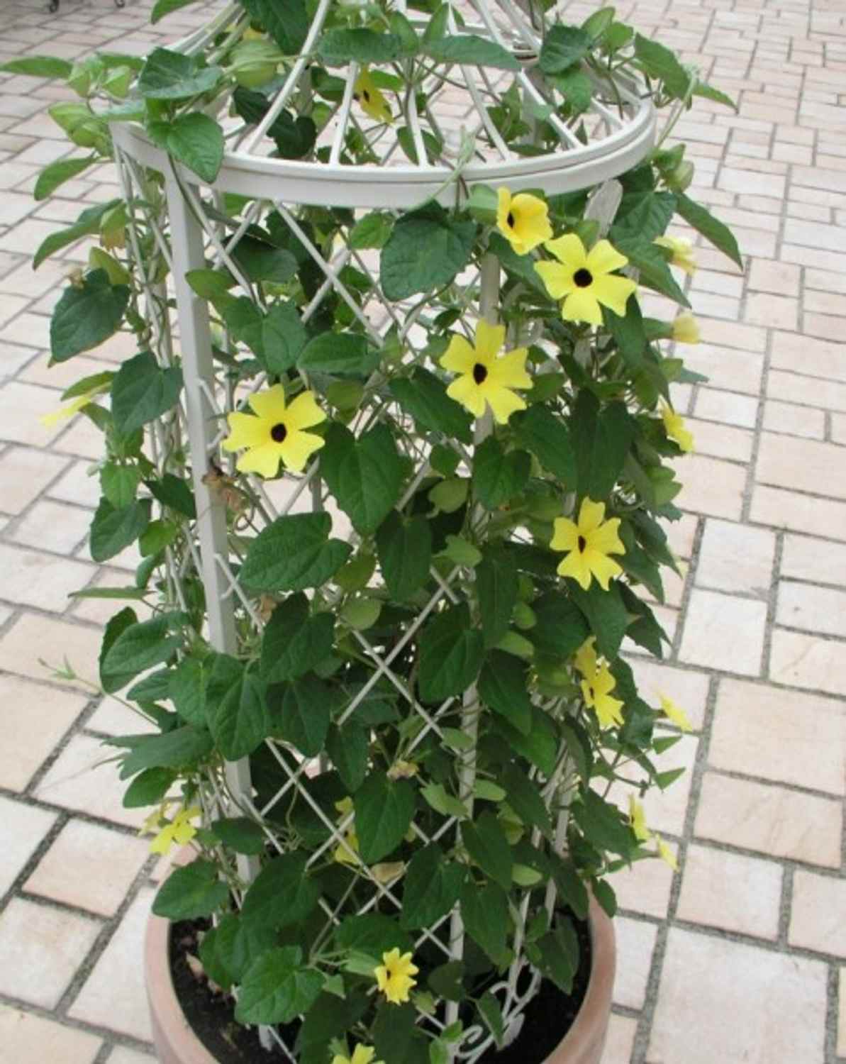 Rankstab Rankhilfe Pfosten Obelisk Wells 135cm Weiß