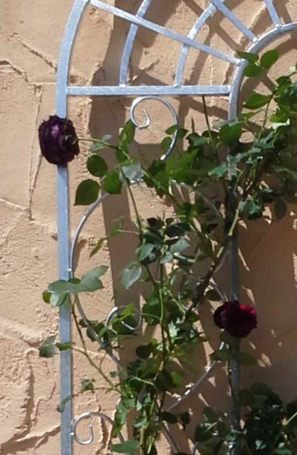 Landhaus Rankgitter Spalier Rankhilfe Rankwand Ramona Feuer Verzinkt Landhaus Rankgitter Spalier Rankhilfe Rankwand Ramona Feuer Verzinkt