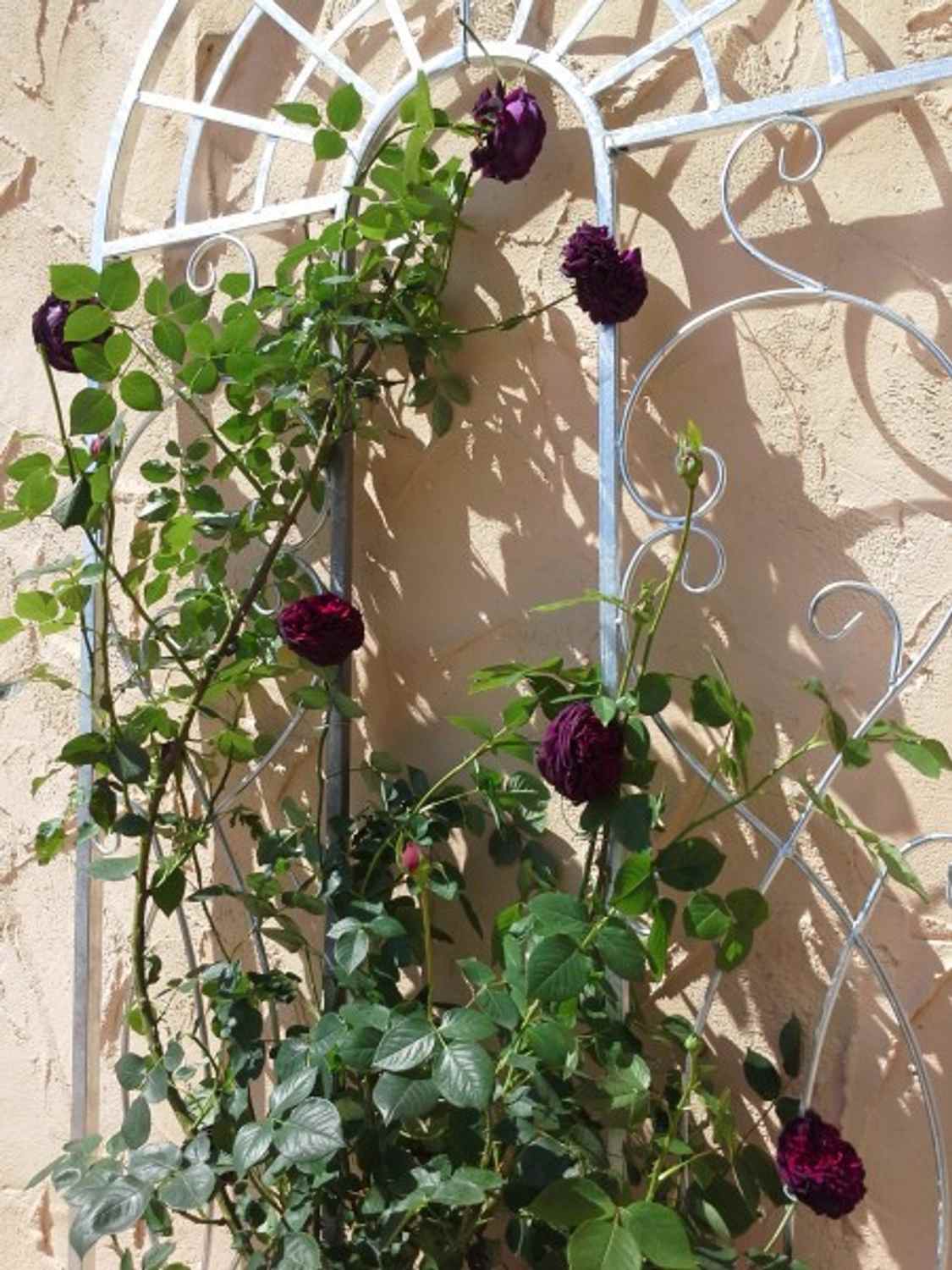 Landhaus Rankgitter Spalier Rankhilfe Rankwand Ramona Feuer Verzinkt Landhaus Rankgitter Spalier Rankhilfe Rankwand Ramona Feuer Verzinkt