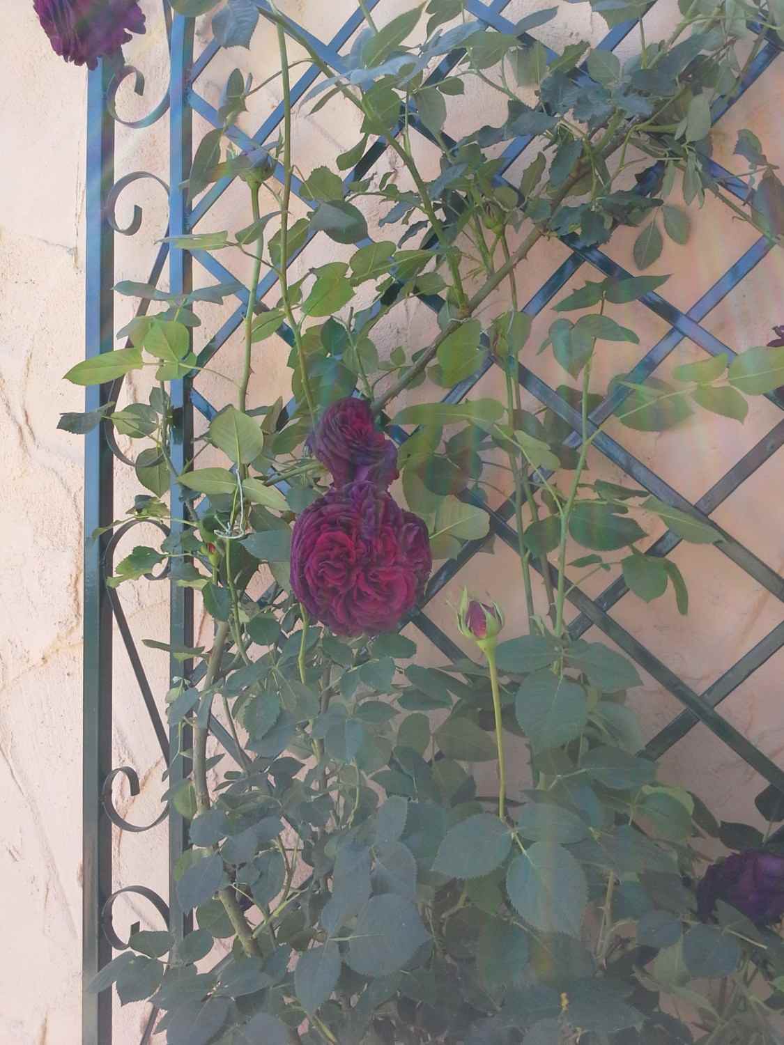 Rankgitter Spalier Rankhilfe Wandgitter Provence Feuer Verzinkt Grün RAL 6005 Rankgitter Spalier Rankhilfe Wandgitter Provence Feuer Verzinkt Grün RAL 6005