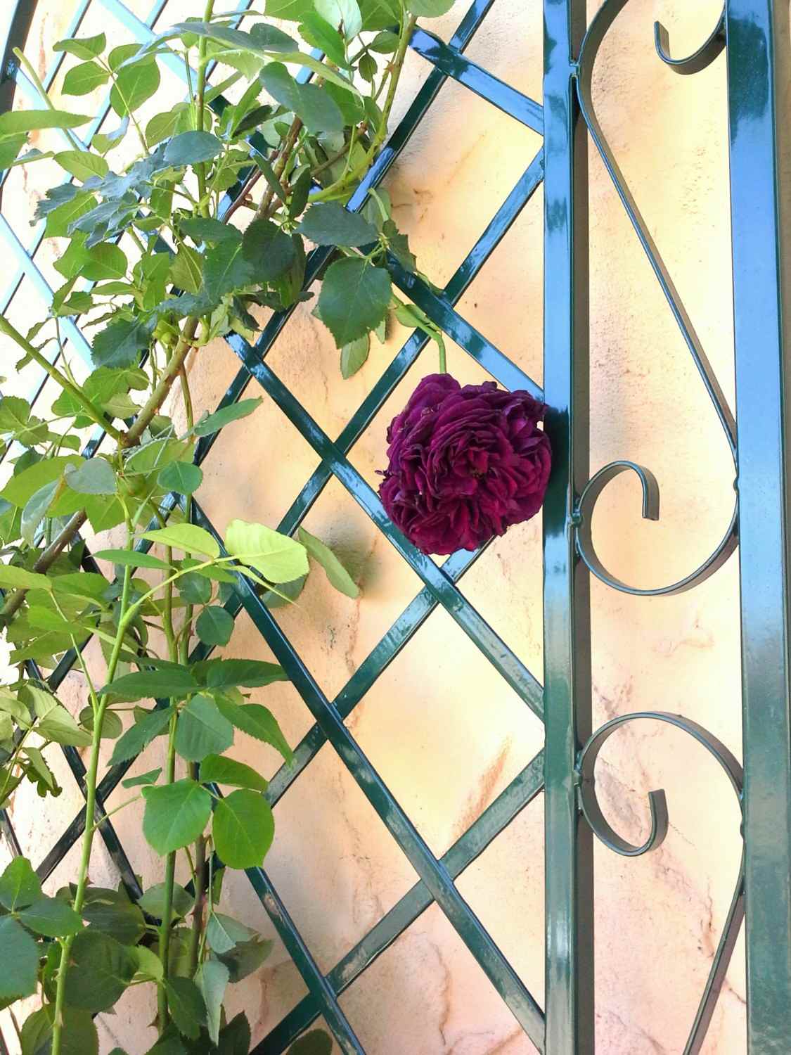 Rankgitter Spalier Rankhilfe Wandgitter Provence Feuer Verzinkt Grün RAL 6005 Rankgitter Spalier Rankhilfe Wandgitter Provence Feuer Verzinkt Grün RAL 6005