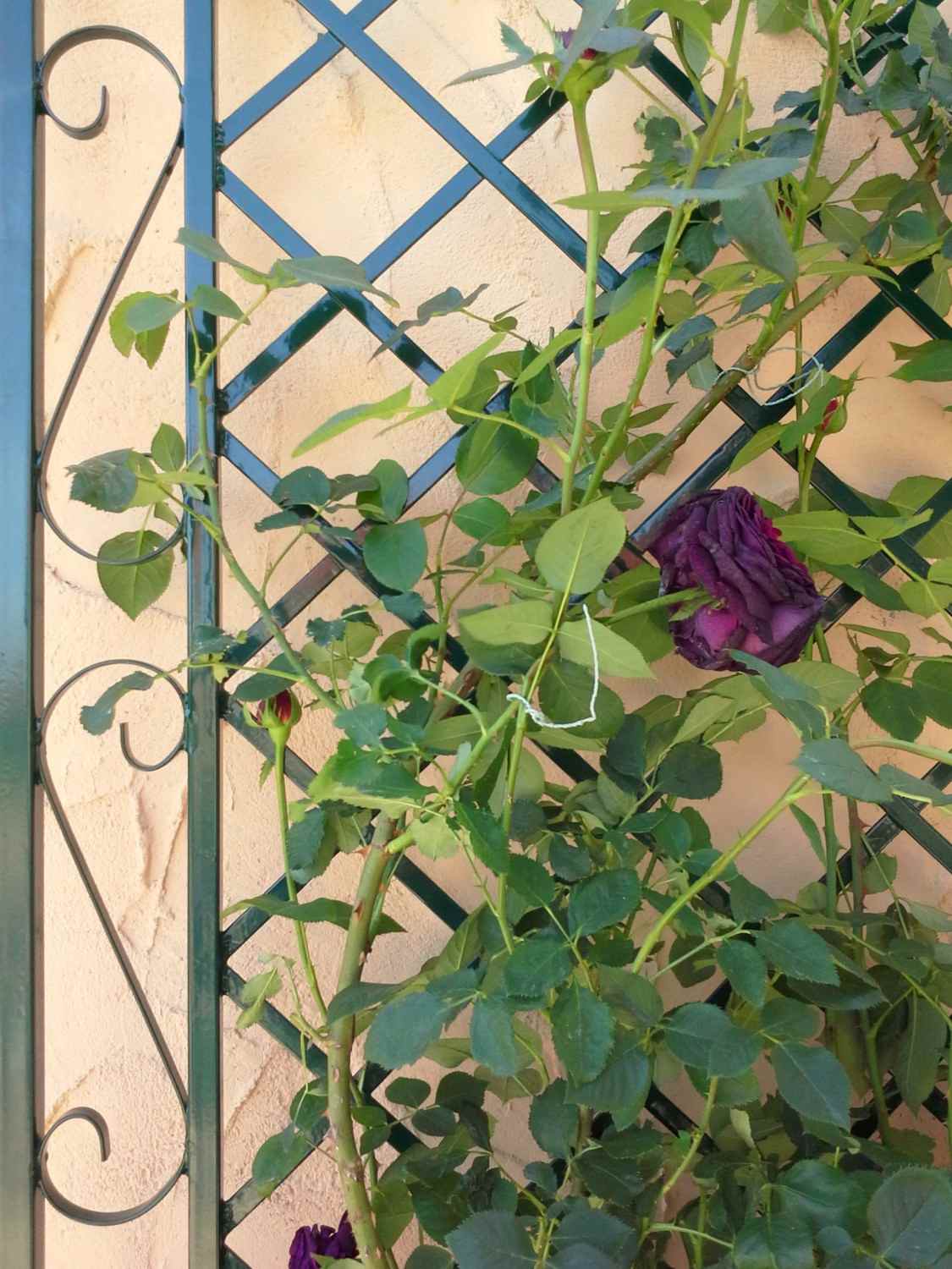 Rankgitter Spalier Rankhilfe Wandgitter Provence Feuer Verzinkt Grün RAL 6005 Rankgitter Spalier Rankhilfe Wandgitter Provence Feuer Verzinkt Grün RAL 6005