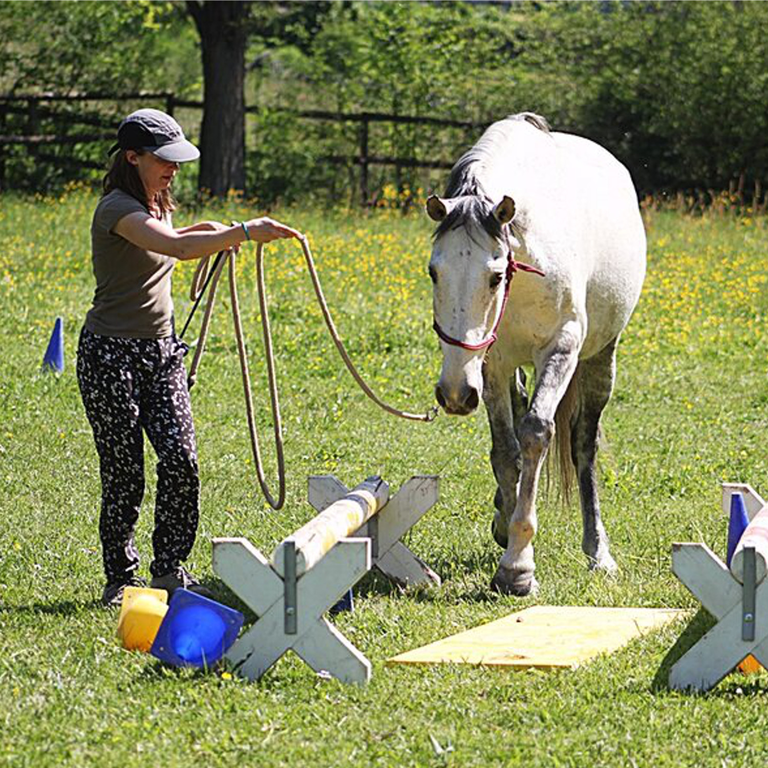 Horsemanship deals Kurse Bodenarbeit