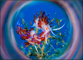 SAGA Dive SAGA Magic Tube M67 Short Spezial Effekt Aufsatz für Unterwasserfotografie # 1619