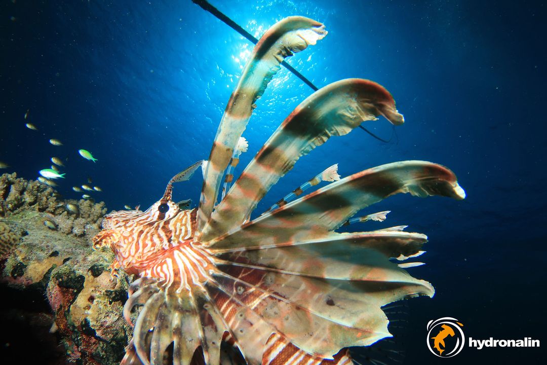 INON D200 Unterwasserblitz D2000 Nachfolger – Bild 3