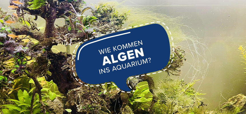 Wie kommen Algen ins Aquarium?