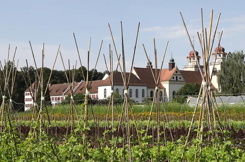 Saatgut von Sativa Rheinau | Samenhaus Mller | Samenhaus Samen & Smereien