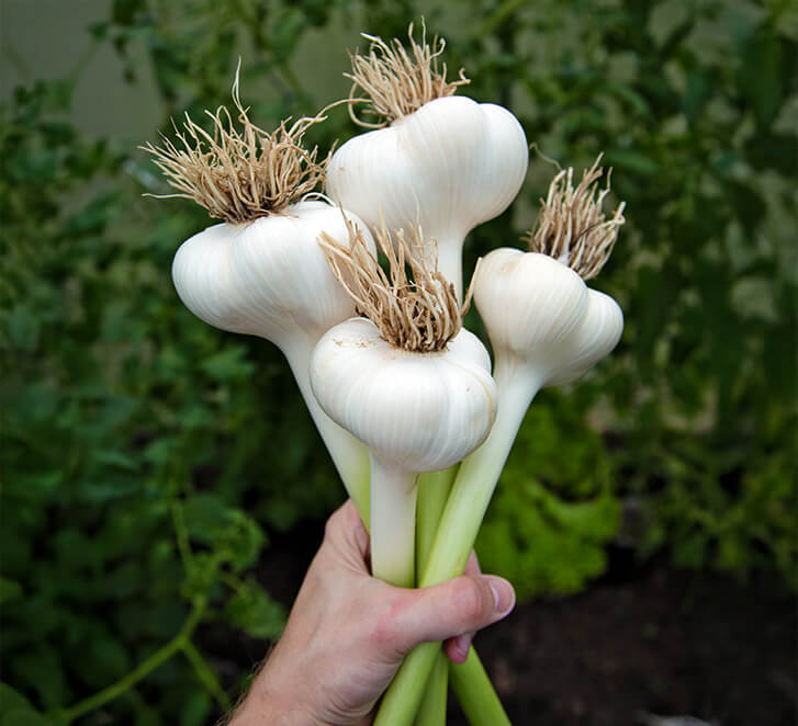 Elefantenknoblauch