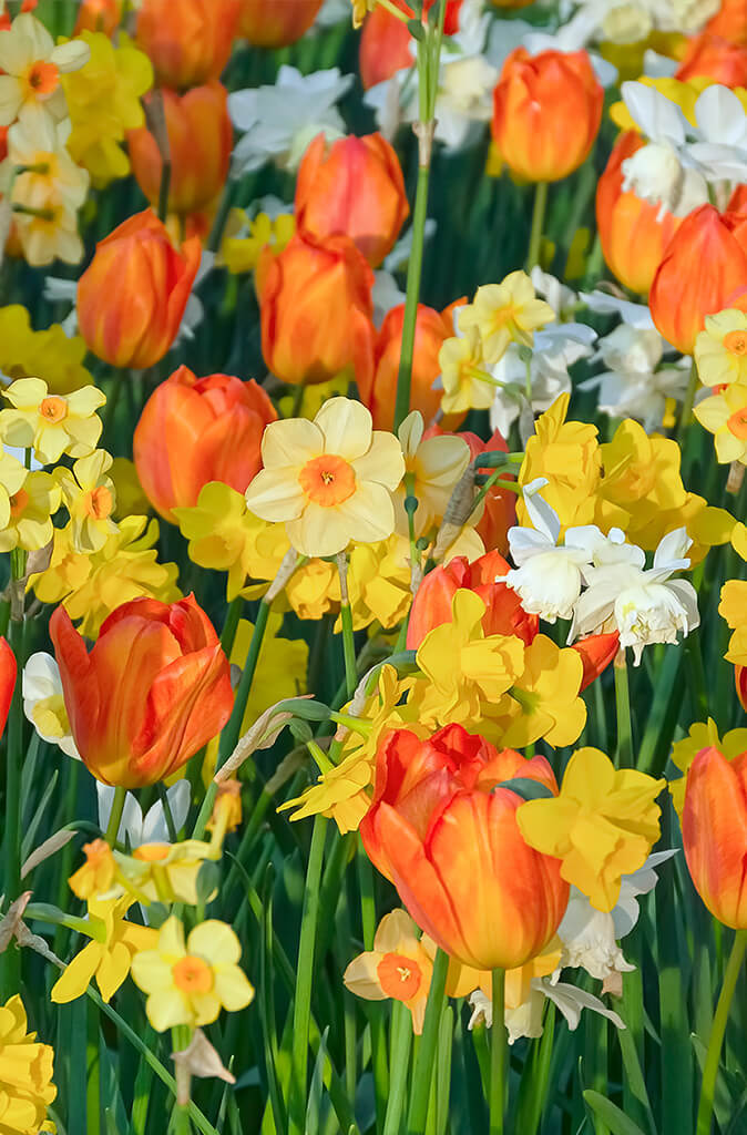 Bunte Blumen